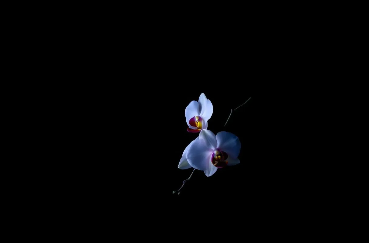 Single white orchid stem lit by cool rim light against a black background, representing Plants Forever's luxury floral brand